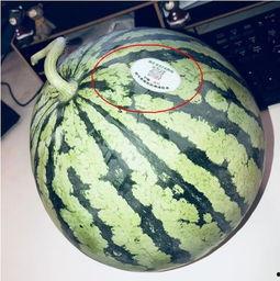 吃瓜上海网红,揭秘上海网红的吃瓜日常